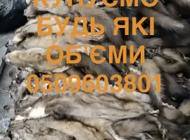 Зображення для оголошення Купуємо шкіри куниць бобра зайця ДОРОГО