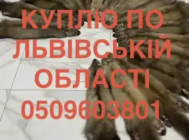 Зображення для оголошення Купуємо по Львівській області шкіри куниці ДОРОГО