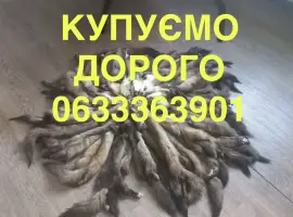 Зображення для оголошення Купуємо хутро куниці лісової лесная куница Мех шкіри хутро
