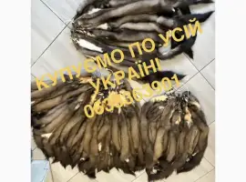 Зображення для оголошення Купуємо шкіри хутро мех куниці шкури куниць