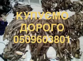 Зображення для оголошення Куплю шкури куниць куниці шкіри