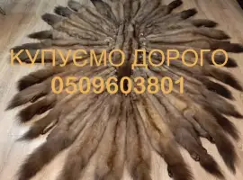 Зображення для оголошення Купуємо шкіри куниці