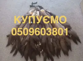 Зображення для оголошення Куплю шкіри/мех/хутро куниці/бобра