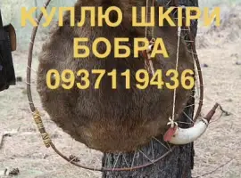 Зображення для оголошення Купуємо сухі не солені шкіри бобра без мʼяса та жиру шкури бобра