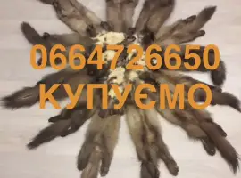 Зображення для оголошення Купуємо шкіри бобра сухі та куниці