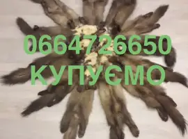 Зображення для оголошення Купуємо шкіри куниці куниц хутро Мех дорого