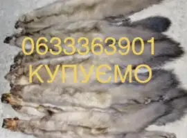 Зображення для оголошення Куплю купуємо шкури шкіри хутро куниці куниця