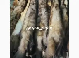 Зображення для оголошення Купемо у вас шкіри куниці