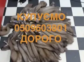 Зображення для оголошення Купуємо шкіри шкури куниці Мех куниць