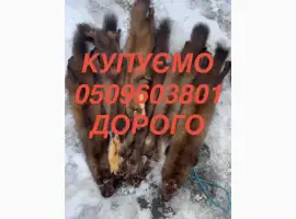 Зображення для оголошення Купуємо хутро бобра куниці ДОРОГО їздимо по всій Україні