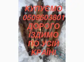 Зображення для оголошення Куплю шкури