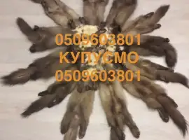 Зображення для оголошення Купуємо шкурки куниці хутро бобра кроля