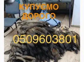 Зображення для оголошення Купуємо хутро куниці бобра видри норки кроля