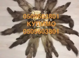 Зображення для оголошення Шкіри куниць купуємо по усій Україні по хороших цінах