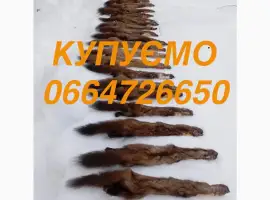Зображення для оголошення Куплю куницю шкіри шкіру