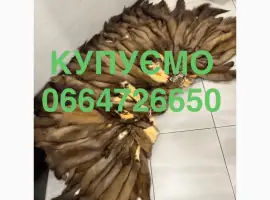Зображення для оголошення Купуємо куницю шкіри хутро куниці ДОРОГО