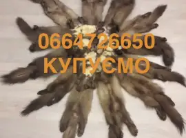 Зображення для оголошення Купуємо шкіри куниці бобра норки видри хутро