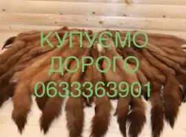 Зображення для оголошення Купуємо ДОРОГО шкіри куниці шкури хутро