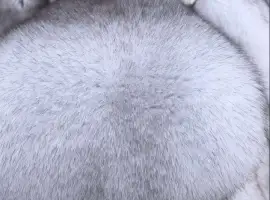 Зображення для оголошення Песець вуалевий