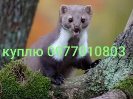 Зображення для оголошення Куплю шкури куниці