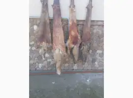 Зображення для оголошення Продам шкури лисиці