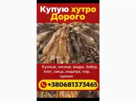 Зображення для оголошення Куплю шкури куниці