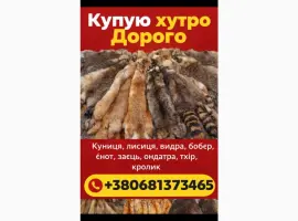Зображення для оголошення Куплю шкури куниці