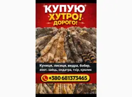 Зображення для оголошення Куплю шкури куниці та інше…