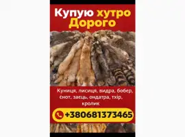 Зображення для оголошення Куплю Шкури Куниці Лисиці Видри