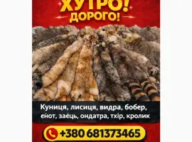 Зображення для оголошення Куплю Шкури Куниці та інше