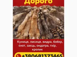 Зображення для оголошення Куплю шкури Куниці та ін