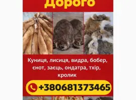 Зображення для оголошення Куплю шкури КУНИЦІ