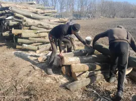 Зображення для оголошення Дрова дуб метрові або колоті