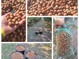 Зображення для оголошення Продажа фундука Каталонский и Барселонский