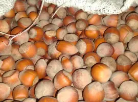 Зображення для оголошення Продажа фундука и лесного ореха