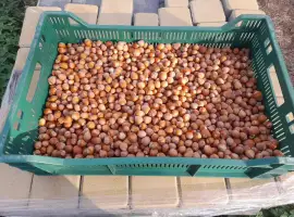 Зображення для оголошення Продаж фундука
