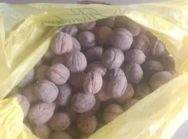 Зображення для оголошення Орех грецкий . Кругляк и обычный