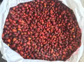 Зображення для оголошення Продам сушену шипшину. Шиповник
