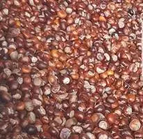 Зображення для оголошення Продам каштан сухий, крупним оптом