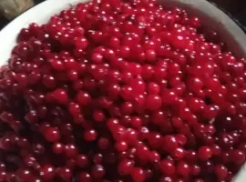 Зображення для оголошення Клюква/ Журавлина