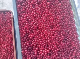 Зображення для оголошення Продам свіжу Клюкву [Журавлину]