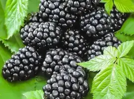 Зображення для оголошення Ожина, смородина, агрус, дерен (заморожені)