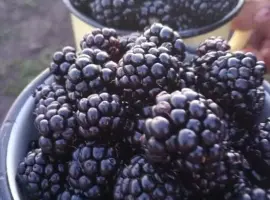 Зображення для оголошення Ожина,велика солодка