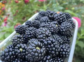 Зображення для оголошення Домашня крупна ожина
