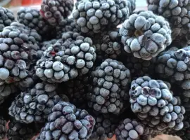 Зображення для оголошення Ожина заморожена