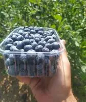 Зображення для оголошення Продам лохину