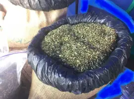 Зображення для оголошення Самосад домашній