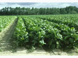 Зображення для оголошення Продам махорку крепку Гільзи Машинки