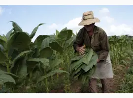 Зображення для оголошення Махорка-низкая цена