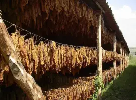 Зображення для оголошення Продам Махорку Самосад без пыли и мусора